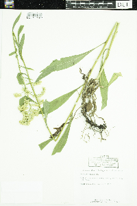 Solidago juncea image
