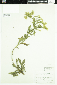 Solidago juncea image