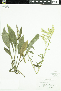 Solidago juncea image