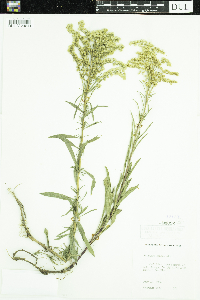 Solidago juncea image
