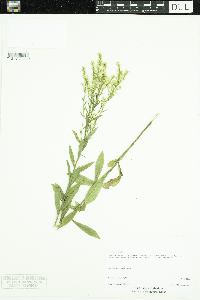 Solidago juncea image