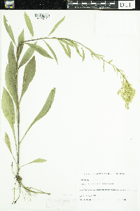 Solidago juncea image