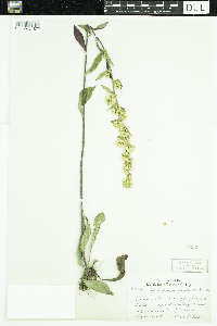 Solidago hispida image