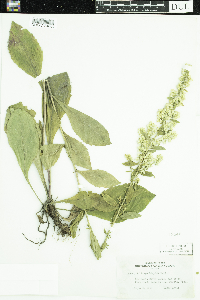 Solidago hispida image