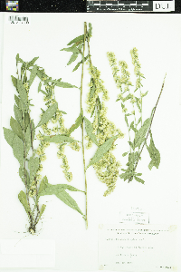 Solidago hispida image