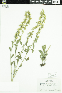 Solidago hispida image