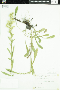 Solidago hispida image