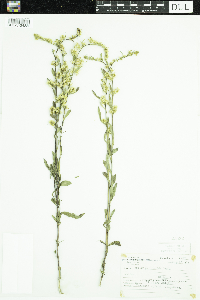 Solidago hispida image