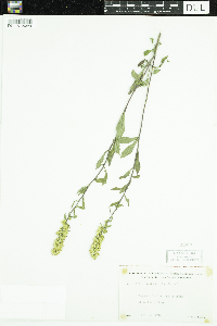 Solidago hispida image