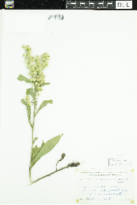 Solidago hispida image