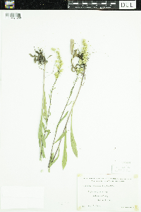 Solidago hispida image