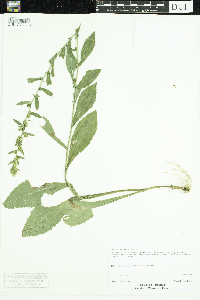 Solidago hispida image