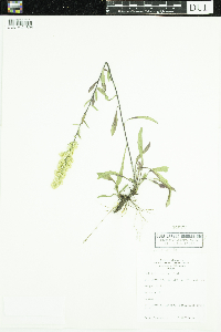 Solidago hispida image