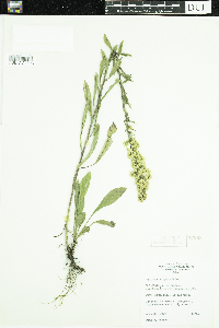 Solidago hispida image