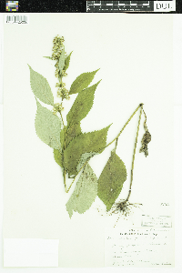Media resource of Solidago flexicaulis