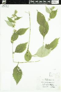 Solidago flexicaulis image