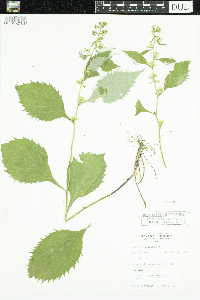 Solidago flexicaulis image