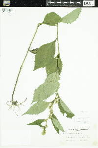 Solidago flexicaulis image