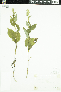 Solidago flexicaulis image