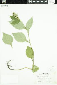 Solidago flexicaulis image