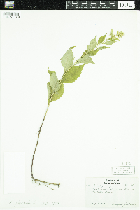 Solidago flexicaulis image