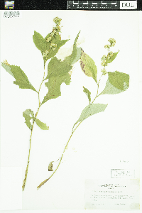 Solidago flexicaulis image