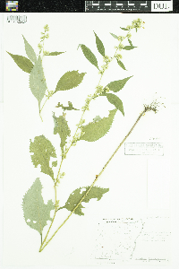 Solidago flexicaulis image