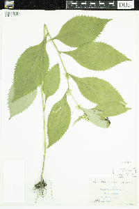 Solidago flexicaulis image