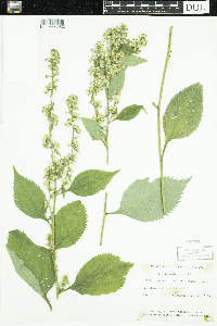 Solidago flexicaulis image