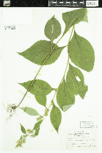 Solidago flexicaulis image