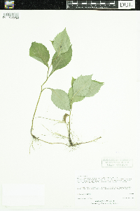Solidago flexicaulis image
