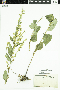 Solidago flexicaulis image