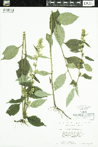 Solidago flexicaulis image