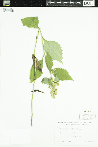 Solidago flexicaulis image