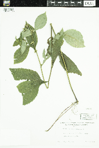 Solidago flexicaulis image