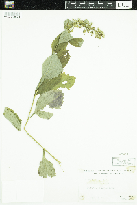 Solidago flexicaulis image