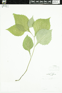 Solidago flexicaulis image