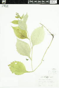 Solidago flexicaulis image