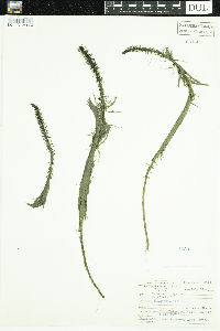 Hippuris vulgaris image
