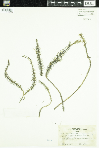 Hippuris vulgaris image