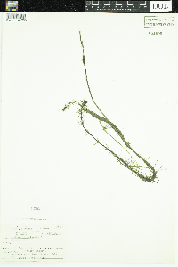 Hippuris vulgaris image