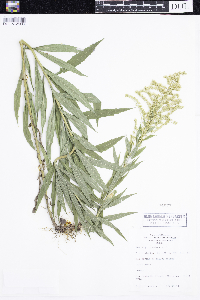 Solidago canadensis image