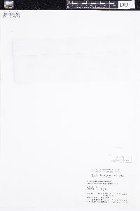 thumbnail image of current specimen
