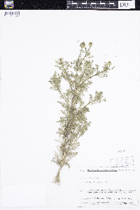 thumbnail image of current specimen