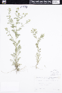 thumbnail image of current specimen