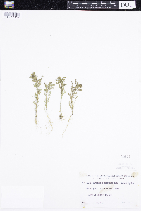 thumbnail image of current specimen