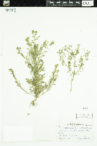 Thumbnail image of current specimen