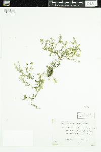 thumbnail image of current specimen
