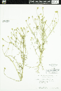 Matricaria chamomilla image