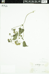 Image of Mikania scandens